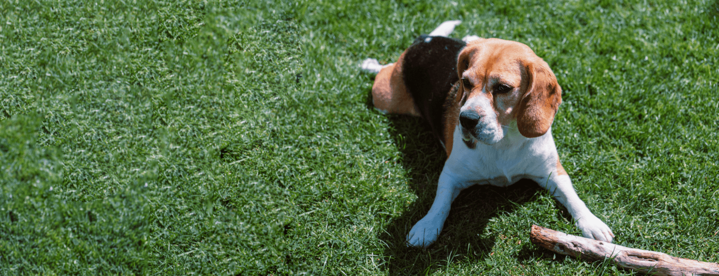 Beagle