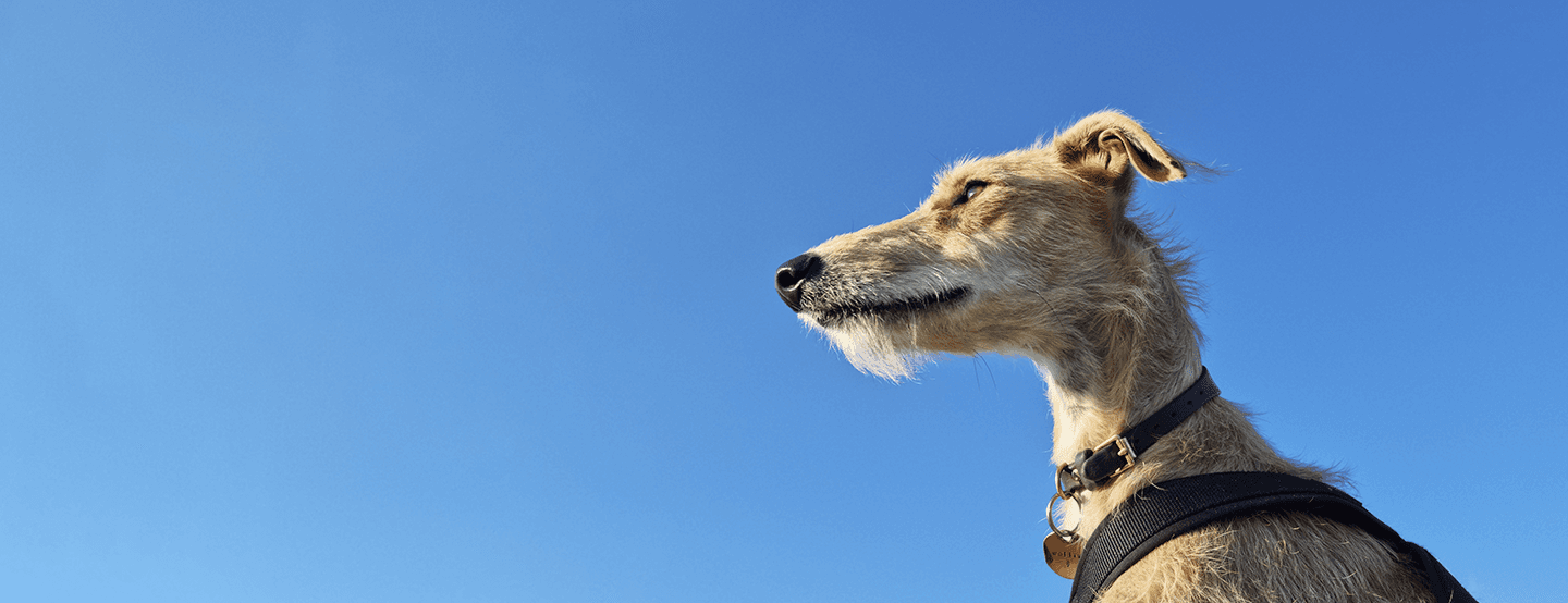Lurcher